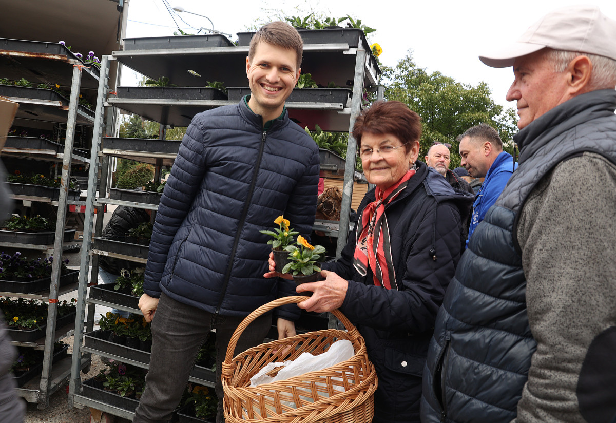 Szeged, őszi virágosztás, Újszeged, Kállay Albert utca, Mihálik Edvin, önkormányzati képviselő, árvácska