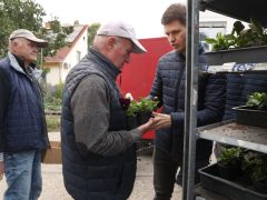 Szeged, őszi virágosztás, Újszeged, Kállay Albert utca, Mihálik Edvin, önkormányzati képviselő, árvácska
