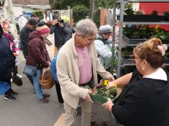 Szeged, őszi virágosztás, Újszeged, Kállay Albert utca, Mihálik Edvin, önkormányzati képviselő, árvácska