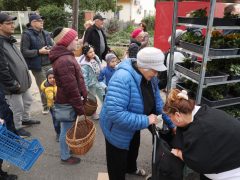 Szeged, őszi virágosztás, Újszeged, Kállay Albert utca, Mihálik Edvin, önkormányzati képviselő, árvácska