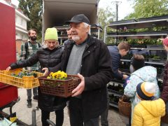 Szeged, őszi virágosztás, Újszeged, Kállay Albert utca, Mihálik Edvin, önkormányzati képviselő, árvácska