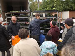 Szeged, őszi virágosztás, Újszeged, Kállay Albert utca, Mihálik Edvin, önkormányzati képviselő, árvácska