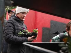 Szeged, őszi virágosztás, Újszeged, Kállay Albert utca, Mihálik Edvin, önkormányzati képviselő, árvácska