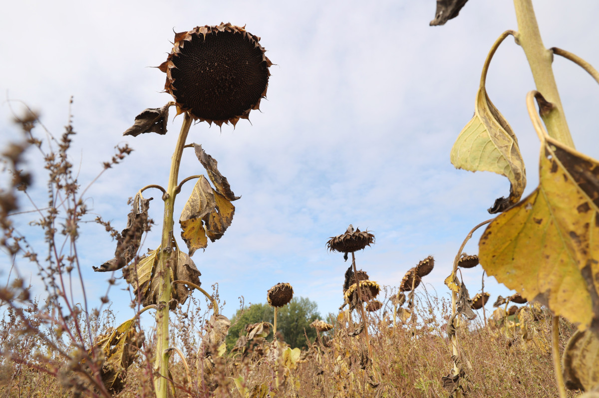 Szegvár, napraforgó, október, betakarítás, mezőgazdaság