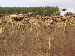 Szegvár, napraforgó, október, betakarítás, mezőgazdaság