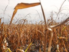 Szegvár, kukorica, október, betakarítás, mezőgazdaság