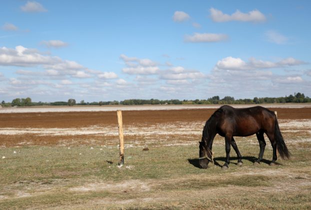 Mórahalom, turisztikai és oktatási központ, épül, Nagyszéksós-tó, természet, turizmus