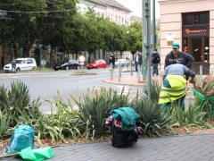 Szeged, őszi takarítás, terep rendezés belváros