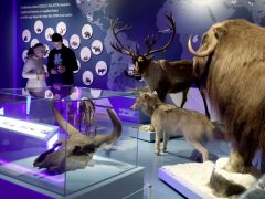 Szeged, Múzeumok Őszi Éjszakája, Móra Ferenc Múzeum, múzeum, kultura