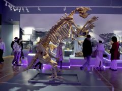 Szeged, Múzeumok Őszi Éjszakája, Móra Ferenc Múzeum, múzeum, kultura