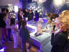 Szeged, Múzeumok Őszi Éjszakája, Móra Ferenc Múzeum, múzeum, kultura