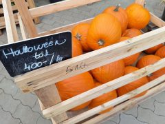 Szeged, halloween, tök, árak, drága