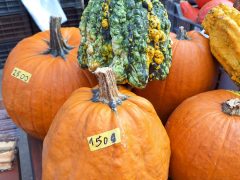 Szeged, halloween, tök, árak, drága