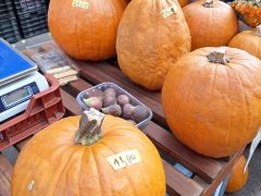 Szeged, halloween, tök, árak, drága