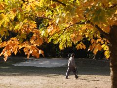 Szeged, ősz, október, időjárás, Újszeged, liget, fák, természet