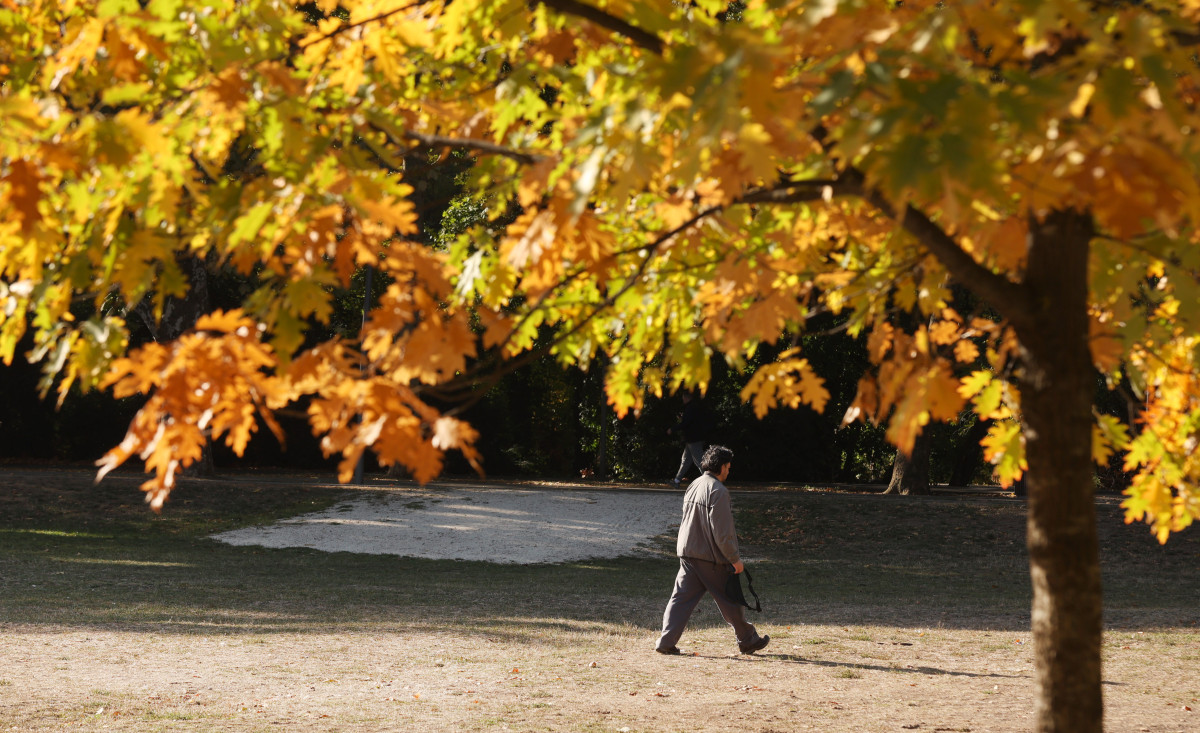 Szeged, ősz, október, időjárás, Újszeged, liget, fák, természet
