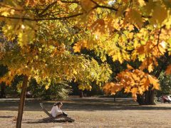 Szeged, ősz, október, időjárás, Újszeged, liget, fák, természet