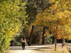 Szeged, ősz, október, időjárás, Újszeged, liget, fák, természet