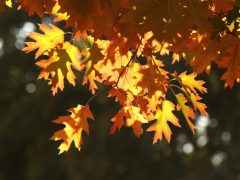 Szeged, ősz, október, időjárás, Újszeged, liget, fák, természet