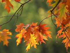 Szeged, ősz, október, időjárás, Újszeged, liget, fák, természet