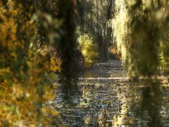 Szeged, ősz, október, időjárás, Újszeged, Holt-Maros, természet