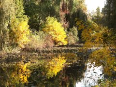Szeged, ősz, október, időjárás, Újszeged, Holt-Maros, természet