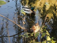 Szeged, ősz, október, időjárás, Újszeged, Holt-Maros, természet, vadkacsa