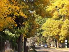 Szeged, ősz, fák, október, időjárás, Újszeged, Bérkert sor