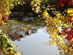 Szeged, ősz, október, időjárás, Újszeged, Holt-Maros, természet