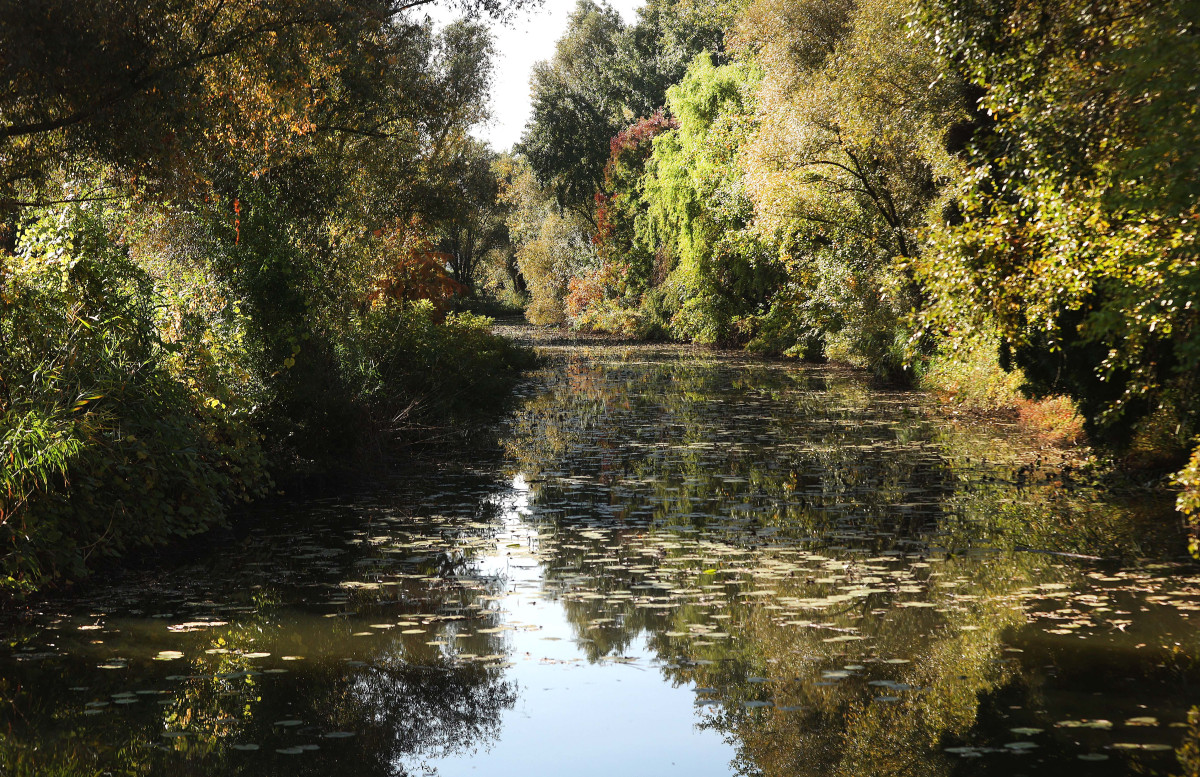 Szeged, ősz, október, időjárás, Újszeged, Holt-Maros, természet