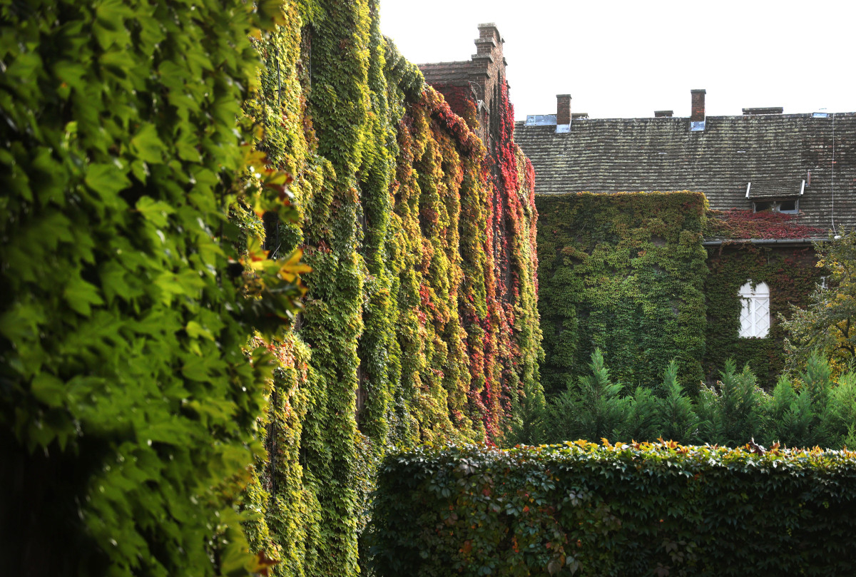 Szeged, ősz, október, időjárás, belváros