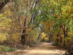 Szeged, ősz, október, időjárás, Tisza