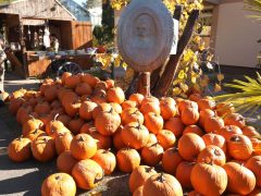 Szeged, Tök Jó Nap, tök, tökfaragás, ősz, október, természet, Füvészkert