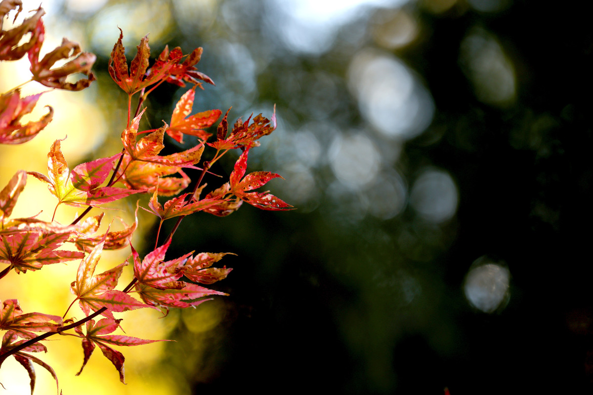 Szeged, Tök Jó Nap, tök, tökfaragás, ősz, október, természet, Füvészkert