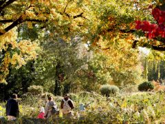 Szeged, Tök Jó Nap, tök, tökfaragás, ősz, október, természet, Füvészkert