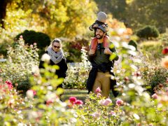 Szeged, Tök Jó Nap, tök, tökfaragás, ősz, október, természet, Füvészkert