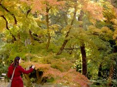 Szeged, Tök Jó Nap, tök, tökfaragás, ősz, október, természet, Füvészkert