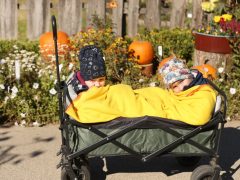 Szeged, Tök Jó Nap, tök, tökfaragás, ősz, október, természet, Füvészkert