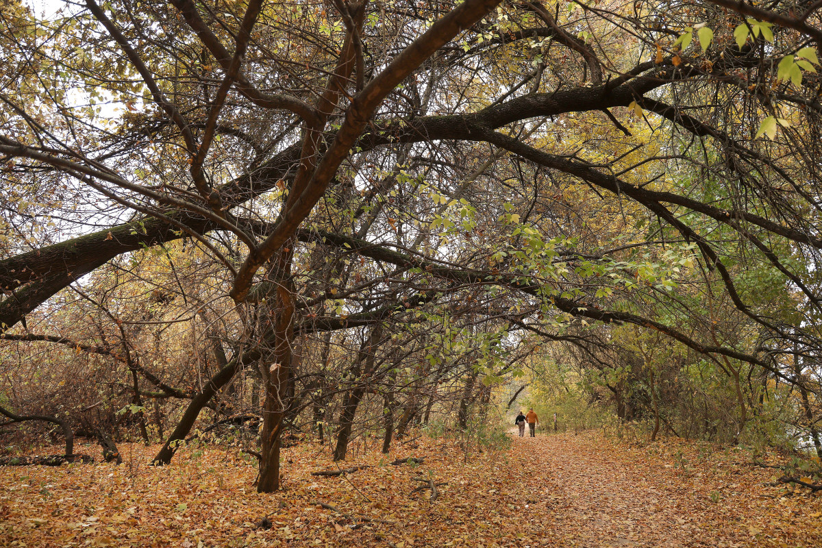 Mártély, Tisza-holtág, tanösvény, ősz, október, kirándulás, erdő, természet