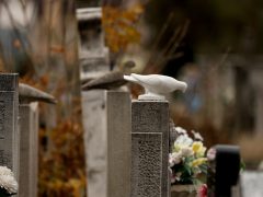 Szeged, Dugonics temető, temető, mindenszentek, halottak napja