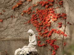 Szeged, Belvárosi temető, temető, mindenszentek, halottak napja