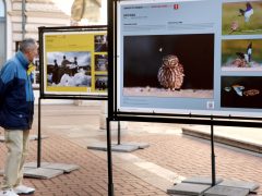 Szeged, Klauzál tér, 43. Magyar Sajtófotó Kiállítás, kiállítás, fotó, sajtófotó