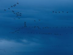 Sándorfalva, darvak, vonulnakvonulás, daru vonulás, ősz, november, Fehér-tó, természet