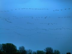 Sándorfalva, darvak, vonulnakvonulás, daru vonulás, ősz, november, Fehér-tó, természet