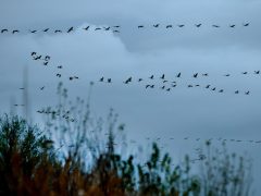 Sándorfalva, darvak, vonulnakvonulás, daru vonulás, ősz, november, Fehér-tó, természet