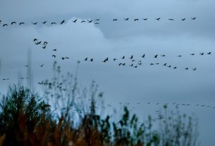 Sándorfalva, darvak, vonulnakvonulás, daru vonulás, ősz, november, Fehér-tó, természet