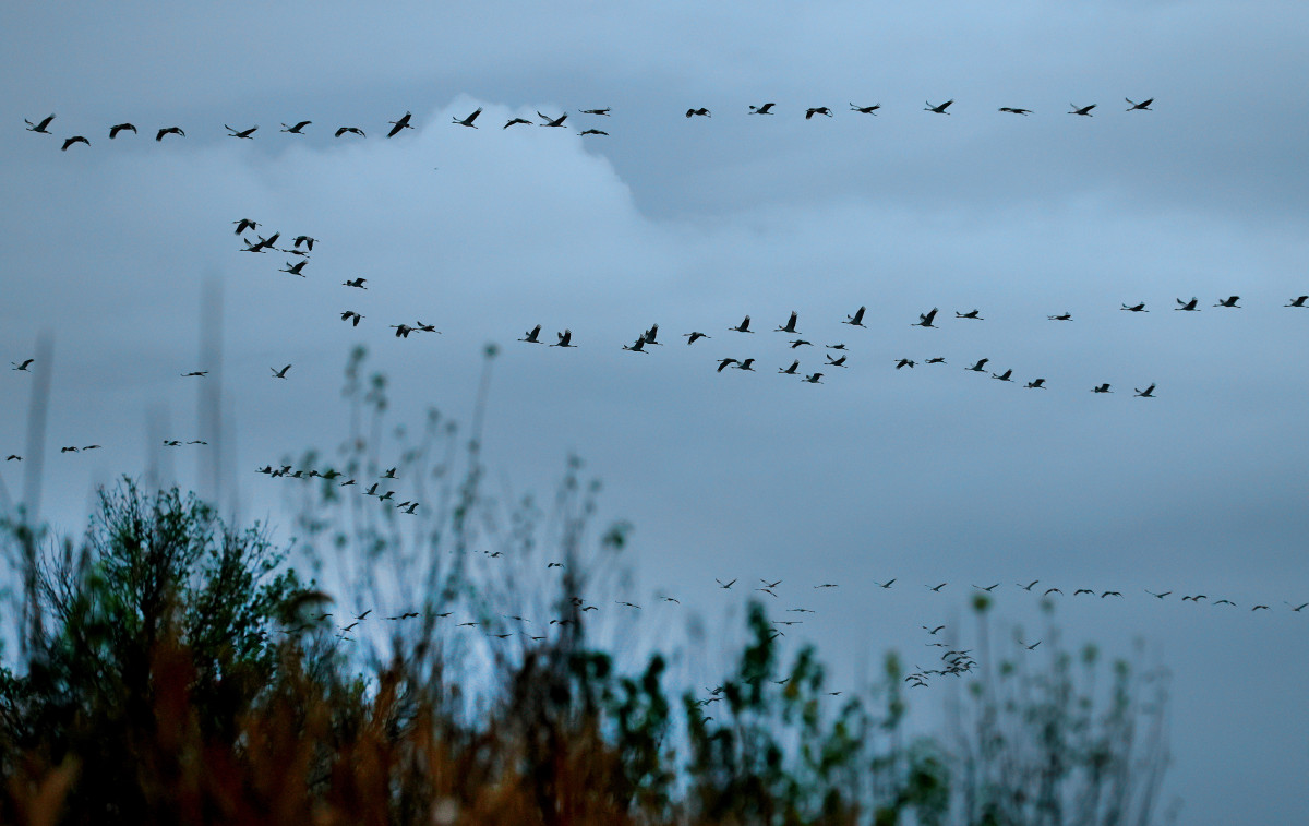 Sándorfalva, darvak, vonulnakvonulás, daru vonulás, ősz, november, Fehér-tó, természet