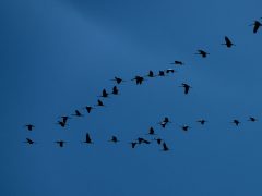 Sándorfalva, darvak, vonulnakvonulás, daru vonulás, ősz, november, Fehér-tó, természet