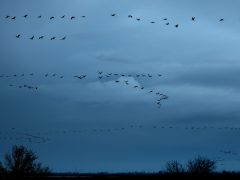 Sándorfalva, darvak, vonulnakvonulás, daru vonulás, ősz, november, Fehér-tó, természet