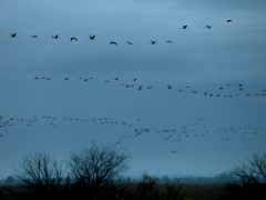 Sándorfalva, darvak, vonulnakvonulás, daru vonulás, ősz, november, Fehér-tó, természet